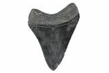 Serrated, Fossil Megalodon Tooth - South Carolina #362186-1